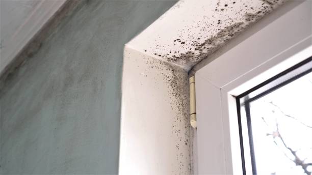 Best Crawl Space Mold Removal  in Chesapeake Beach, MD