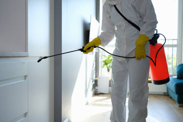 Best Local Mold Removal Service  in Chesapeake Beach, MD