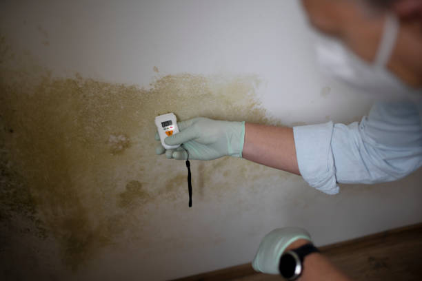 Best Mold Testing  in Chesapeake Beach, MD