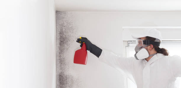 Best Certified Mold Removal  in Chesapeake Beach, MD