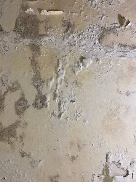 Best Emergency Mold Removal  in Chesapeake Beach, MD