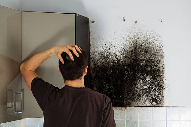 Best Toxic Mold Removal  in Chesapeake Beach, MD