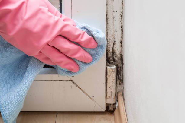Best Mold Testing  in Chesapeake Beach, MD