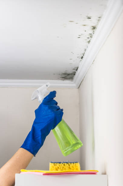 Best Attic Mold Removal  in Chesapeake Beach, MD